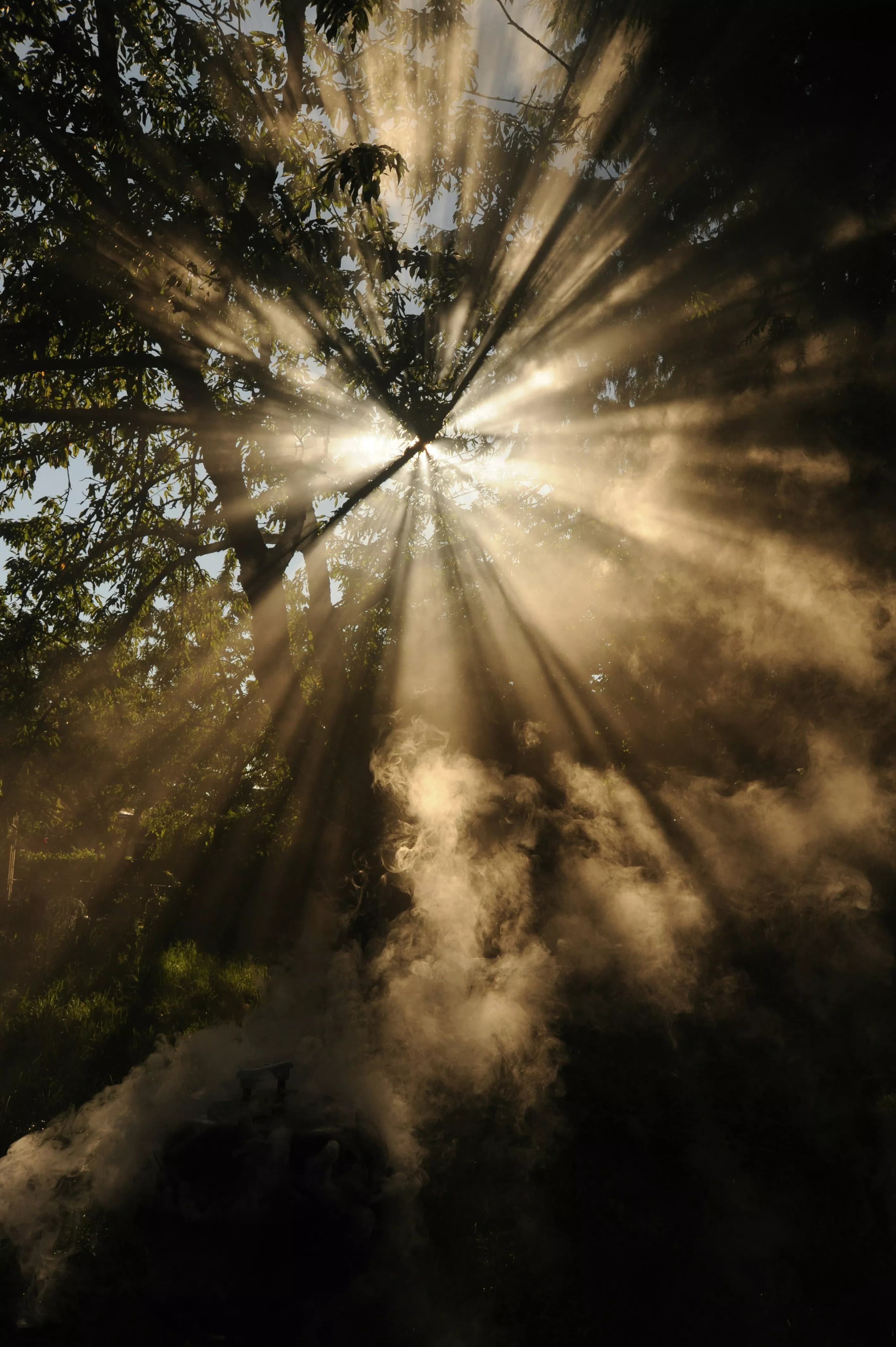 lightbeams_trees